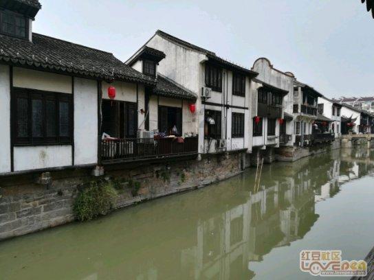 救援受困的老虎